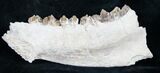Oreodont (Merycoidodon culbertsoni) Jaw Section #8851-2